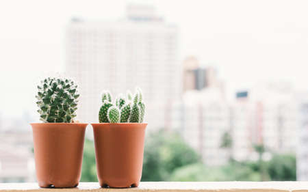 Cactus in a pot. Film filter effect.