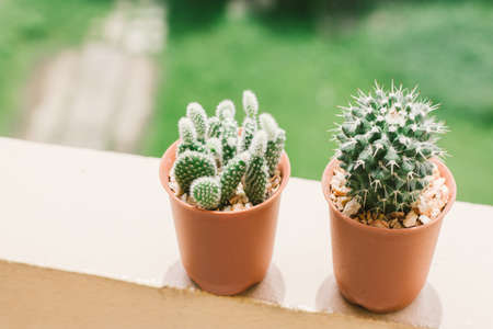 Cactus in a pot. Film filter effect.