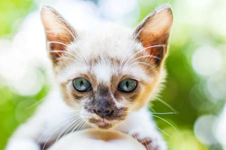 A little cat, young catの写真素材