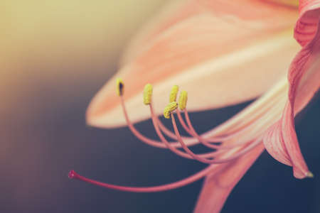 Pink Amaryllis flower pollen, vintage tone.の写真素材