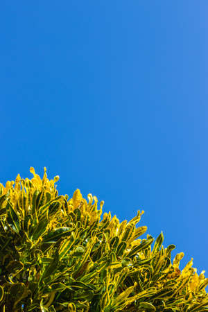 Spring leaves with clear blue sky.