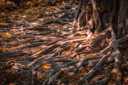 Tree Roots at Chatuchak Park.Bangkok, Thailand. Color effect style.