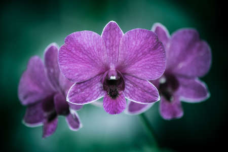 Beautiful orchid flower in the garden. Vintage style.の写真素材