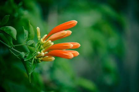Soft focus the Fire-cracker vine on the fence. Effect tone.の写真素材