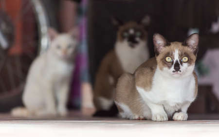 Group of a young catsの写真素材