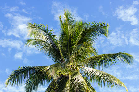 Coconut palm tree with blue sky.の写真素材