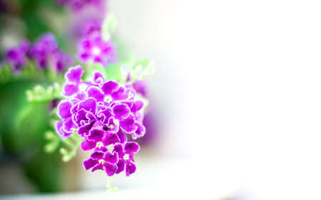Closeup of  Purple flowerの写真素材