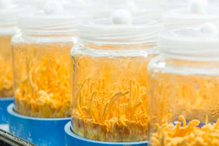 Cordyceps militaris in glass bottles at herbal farm.の写真素材
