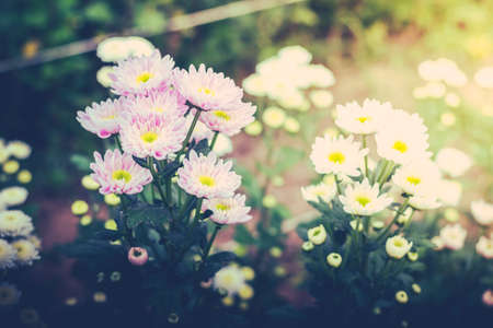 Purple Chrysanthemum Flower in Garden. Vintage style.の写真素材