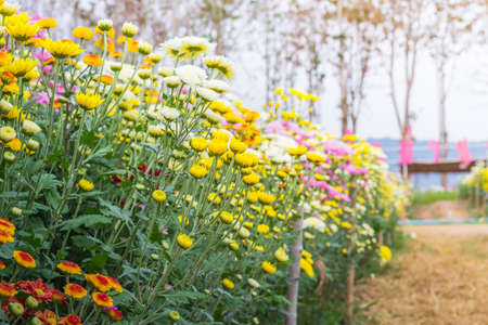 Chrysanthemum Flower in Gardenの写真素材