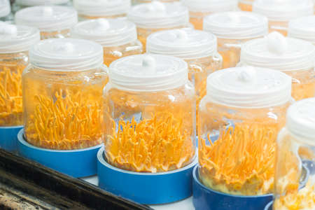 Cordyceps militaris in glass bottles at herbal farm.の写真素材
