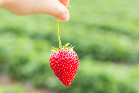 hand holding a strawberryの写真素材