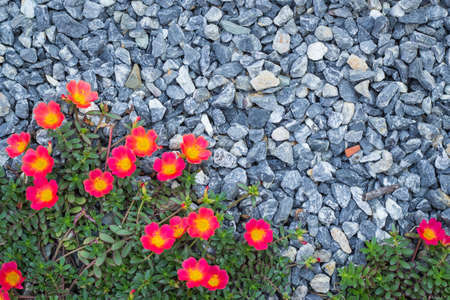 Beautiful flowers on rock background.の写真素材