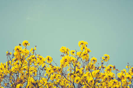 Yellow Flowers on the blue sky background. Vintage style.の写真素材