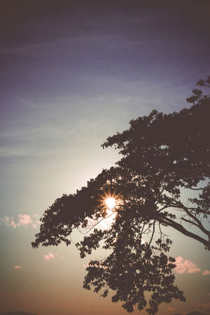 Silhouettes  of tree against the sunlight. Vintage picture.の写真素材