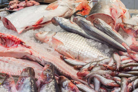 Fresh fish in the market.の写真素材