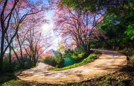 Beautiful road with cherry blossom trees in the morning, Chiang mai, Thailand.の写真素材