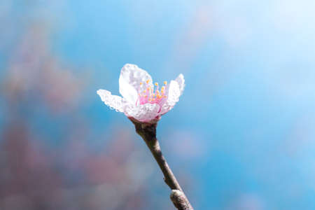 Branch of Beautiful Peach Blossom. Cold tone.の写真素材