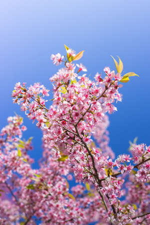 Branch of Beautiful Pink Cherry Blossom/Wild Himalayan Cherry Blossom.の写真素材