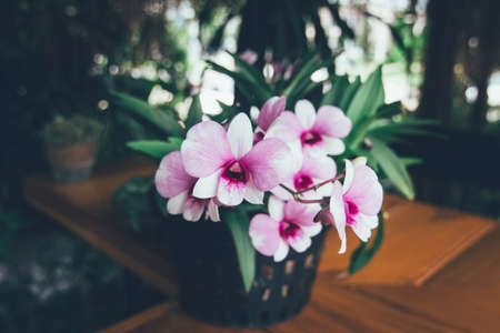 Beautiful white purple orchid in a pot on the table. Vintage effect style.の写真素材