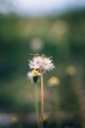 Dandelion on the meadow. Vintage effect styleの写真素材