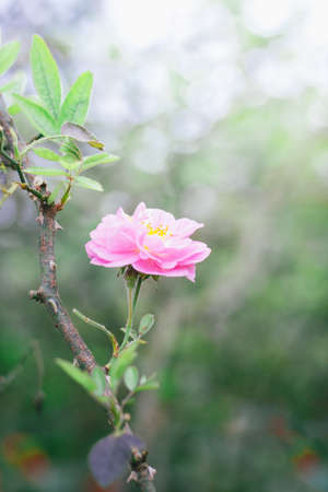 Beautiful rose flower  in the garden. vintage tone.の写真素材