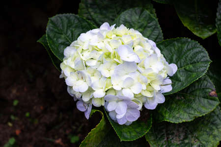 Hydrangea Macrophylla blooming in the garden