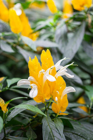 Golden Shrimp Plant or Lollypops Plantの写真素材