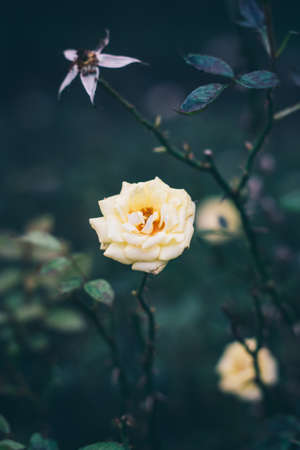 Beautiful rose flower  in the garden. vintage tone.の写真素材