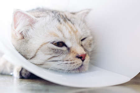 Cat wearing a protective buster collar (also known as an elizabethan Collars)の写真素材