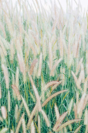 Wild grass  flowers in a field. Flowers with film style. Selective focus.の写真素材