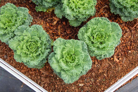 Ornamental Cabbage in the garden