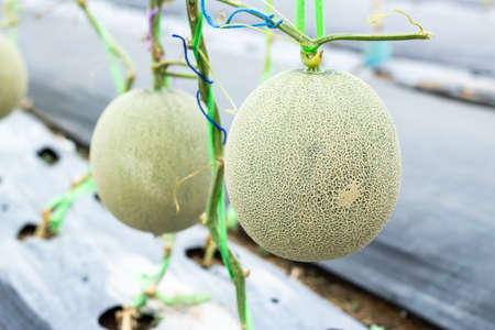 Melons growing in greenhouse farmの写真素材