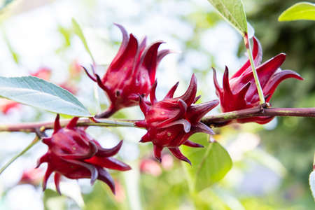 Hibiscus sabdariffa or Roselle plantの写真素材