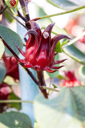Hibiscus sabdariffa or Roselle plant