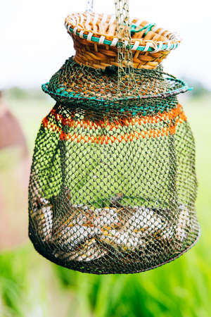 Fish in the net basket. Selective focus.の写真素材