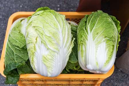 Fresh Chinese cabbage in the basketの写真素材