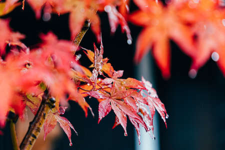 Red maple leaves in autumn season. Selective focus.の写真素材