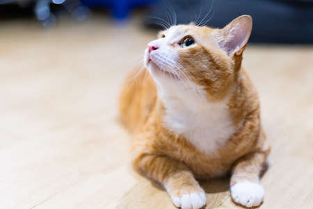 Young ginger cat at homeの写真素材