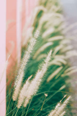 Beautiful grass flower in the garden.の写真素材