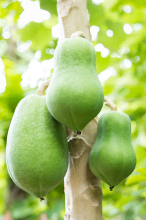 Green papaya on tree in a gardenの写真素材