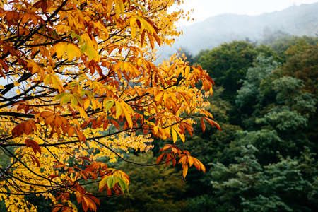 Colorful foliage in the autumn park. Beautiful Autumn Leaves. Film tone.