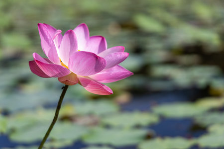 Lotus flower blooming in  pond with green leaves.の写真素材