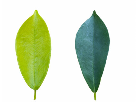 Green and yellow leaves isolated on white background