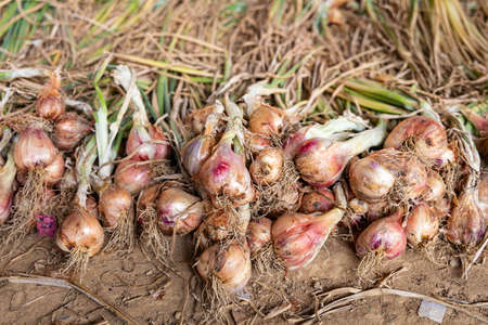 Harvested red onion piled in the ground.の写真素材