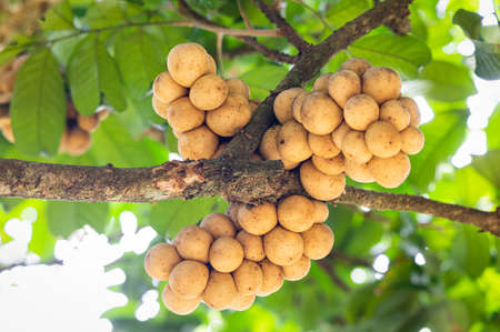 Longkong fruit on tree in the garden.の写真素材