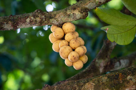 Longkong fruit on tree in the garden.の写真素材
