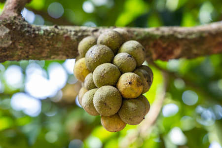 Young Longkong fruit on tree in the garden.