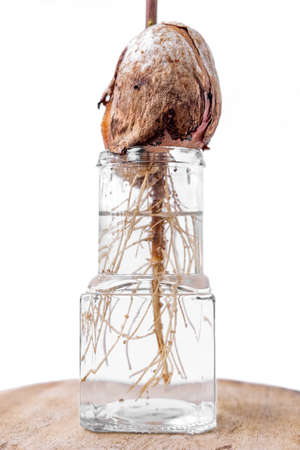 The avocado sprout grows from the seed in a glass of water.の写真素材