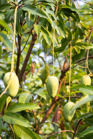 Green mango fruit hanging on tree.の写真素材